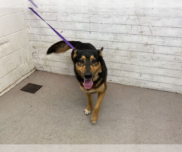Medium Photo #1 German Shepherd Dog-Unknown Mix Puppy For Sale in San Bernardino, CA, USA