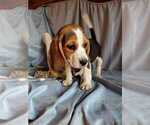 Puppy Matcha Beagle