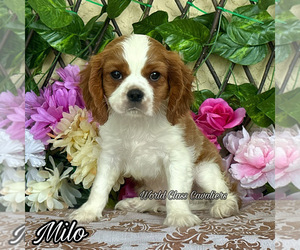 Cavalier King Charles Spaniel Puppy for sale in MIAMI, FL, USA