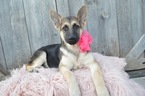 Small Photo #2 German Shepherd Dog Puppy For Sale in HONEY BROOK, PA, USA