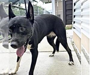 Labrador Retriever Dogs for adoption in Houston, TX, USA