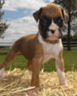 Puppy 5 Boxer