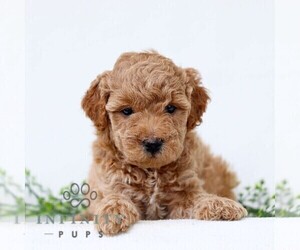 Goldendoodle (Miniature) Puppy for sale in LANCASTER, PA, USA