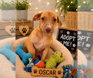 Chihuahua-Unknown Mix Dogs for adoption in Queen Creek, AZ, USA