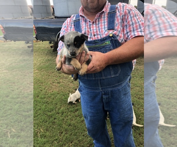 Medium Photo #10 Australian Cattle Dog Puppy For Sale in CHAUNCEY, GA, USA