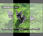 Small #5 French Bulldog
