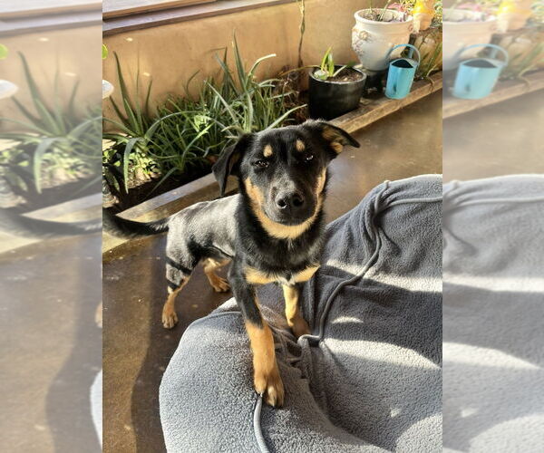 Medium Photo #1 Australian Shepherd-German Shepherd Dog Mix Puppy For Sale in Aurora, IN, USA