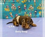 Small Dachshund