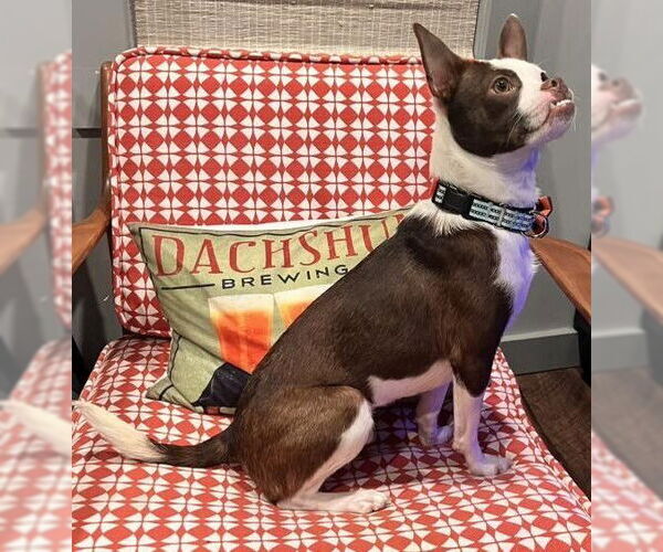 Medium Photo #15 Boston Terrier-Unknown Mix Puppy For Sale in New York, NY, USA