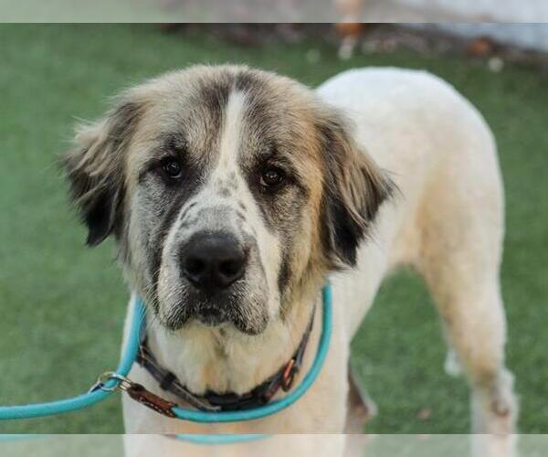 Medium Photo #1 Great Pyrenees Puppy For Sale in Ojai, CA, USA