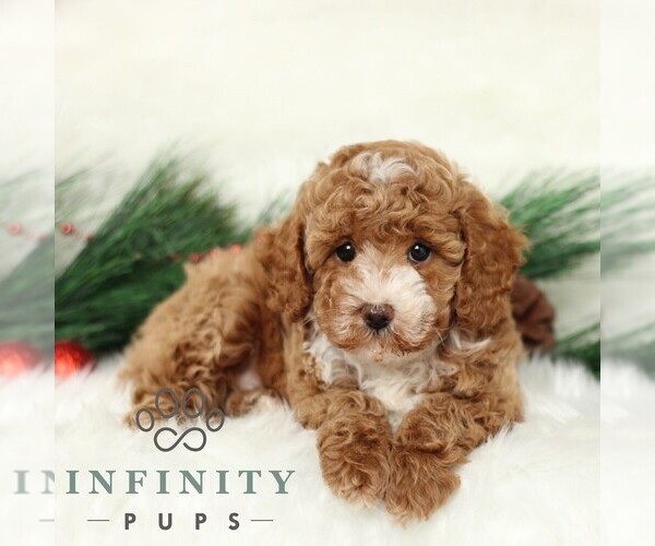 Medium Photo #2 Poodle (Toy) Puppy For Sale in CHRISTIANA, PA, USA