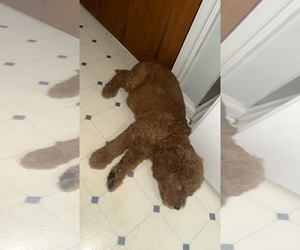 Goldendoodle Puppy for sale in TOLEDO, OH, USA