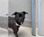 Small Pug Mix