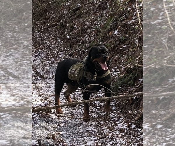 Medium Photo #14 Rottweiler Puppy For Sale in VONORE, TN, USA