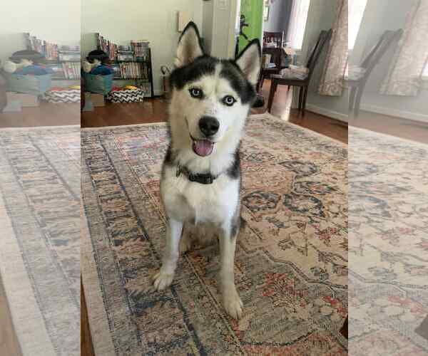 Medium Photo #1 Siberian Husky Puppy For Sale in Holly Springs, NC, USA