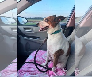 Beans- beautiful girl - Female American Staffordshire Terrier-Unknown Mix Dog for Adoption - Photo #3