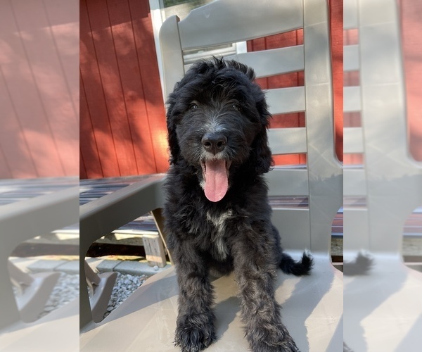 Medium Photo #3 Bernedoodle Puppy For Sale in HARRISON, MI, USA