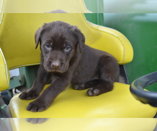 Medium Photo #3 Labrador Retriever Puppy For Sale in GREENWOOD, WI, USA