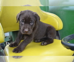 Small Photo #36 Labrador Retriever Puppy For Sale in GREENWOOD, WI, USA