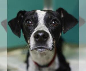 Mutt Dogs for adoption in San Antonio, TX, USA