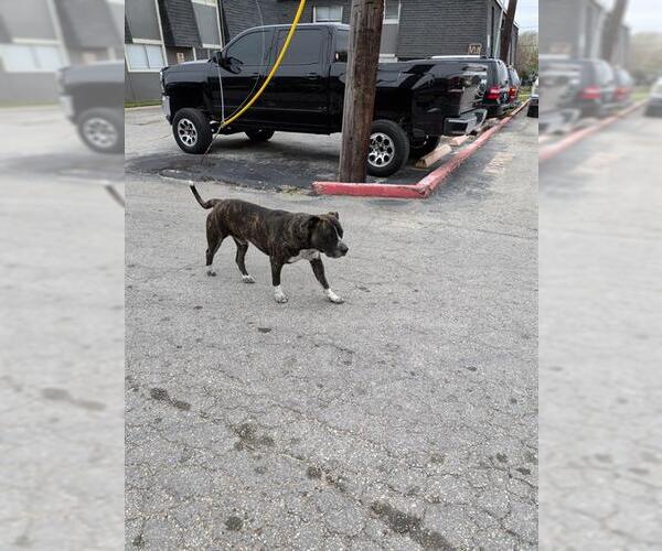 Medium Photo #1 American Staffordshire Terrier-Unknown Mix Puppy For Sale in San Antonio, TX, USA