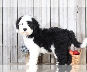 Sheepadoodle Puppy for sale in MOUNT VERNON, OH, USA