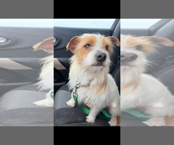 Medium Photo #2 Mutt Puppy For Sale in Grafton, WI, USA