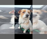 Small #1 Mutt
