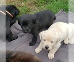 Small Photo #5 Labrador Retriever Puppy For Sale in OLYMPIA, WA, USA