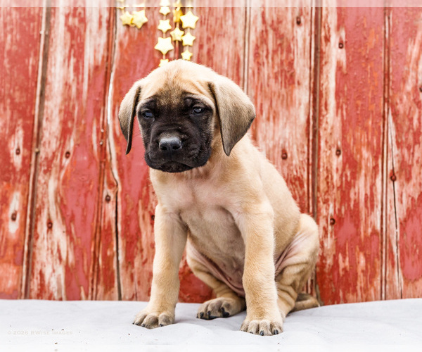 Medium Photo #44 Mastiff Puppy For Sale in WAKARUSA, IN, USA
