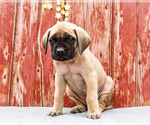 Small Photo #44 Mastiff Puppy For Sale in WAKARUSA, IN, USA