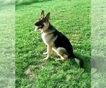 Small Photo #12 German Shepherd Dog Puppy For Sale in HOUSTON, TX, USA