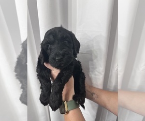 Goldendoodle Puppy for Sale in LAFAYETTE, Louisiana USA