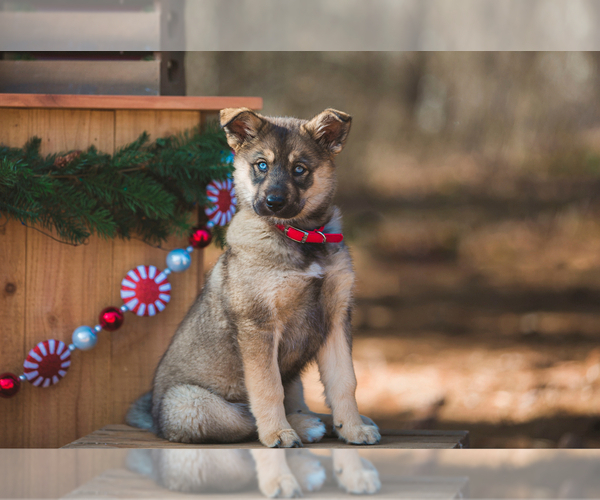 Medium Photo #1 German Shepherd Dog-Siberian Husky Mix Puppy For Sale in BROOKLYN, MI, USA