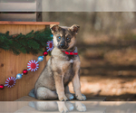 Small Photo #1 German Shepherd Dog-Siberian Husky Mix Puppy For Sale in BROOKLYN, MI, USA