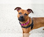 Small #6 Boxer Mix