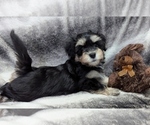 Small #5 Havanese