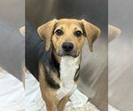 Small #1 Coonhound