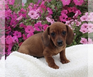 Dachshund Puppy for sale in FREDERICKSBURG, OH, USA