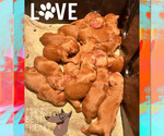 Small Photo #2 Goldendoodle (Miniature) Puppy For Sale in BAKERSFIELD, CA, USA