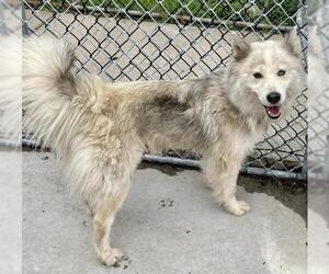 Siberian Husky Dogs for adoption in Tulsa, OK, USA