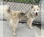 Small Siberian Husky