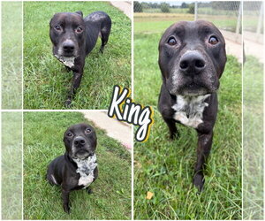 American Staffordshire Terrier Dogs for adoption in Pierceton , IN, USA