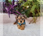 Small #2 Yorkshire Terrier