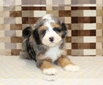 Small #2 Bernedoodle (Miniature)