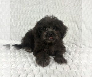 Maltipoo Puppy for sale in FRANKLIN, IN, USA