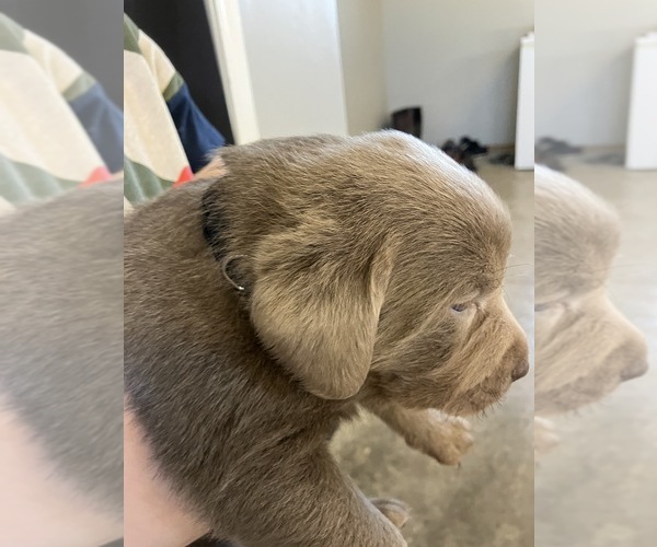 Full screen Photo #2 Labrador Retriever Puppy For Sale in DELTA, CO, USA