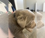 Small Photo #2 Labrador Retriever Puppy For Sale in DELTA, CO, USA