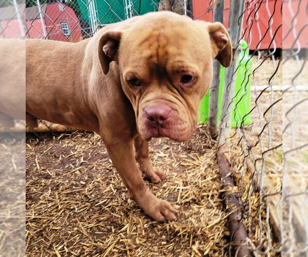 Medium Photo #3 American Bulldog Puppy For Sale in Westminster, MD, USA