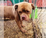 Small #2 American Bulldog